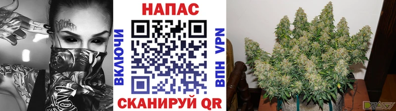 Бошки Шишки Amnesia Михайлов